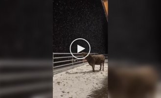 A cow tries to catch snowflakes.