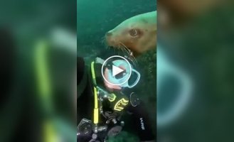 Severe and not so harsh inhabitants of the seas and oceans