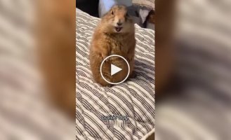 From the life of prairie dogs