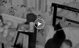 Animals (short videos). Release 104