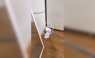 Weird Videos (Short Videos) Issue 41