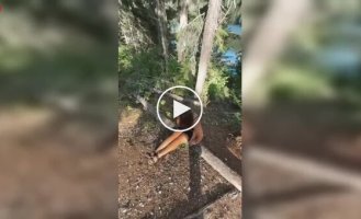 Поход в кустики обернулся незапланированным спуском со склона