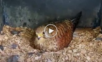 Взросление птенцов пустельги