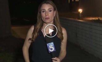 «Незваный гость»: огромный таракан залез к журналистке под платье во время эфира