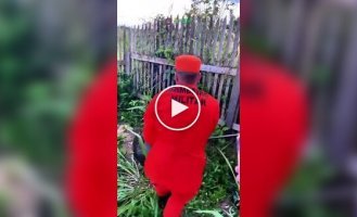 В Бразилии пожарные поймали во дворе дома анаконду