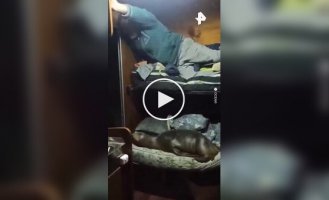 Морской лев занял койку в каюте рыбаков