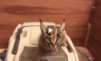 A kitten with a "laser" meow