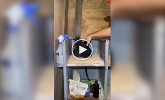 Неприятная находка под курицей