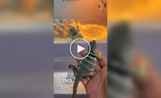 Ошейниковая игуана впервые увидела самку и устроила бурную реакцию