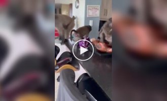 Женщина застала у себя дома обезьянью банду