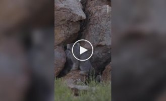 A photographer captured a large family of Pallas's cats