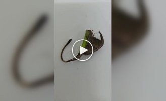 A spider pretending to be dry leaf