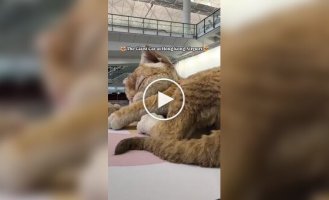 Котзилла: огромный кот в китайском аэропорту