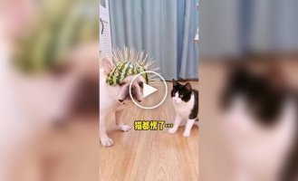 Арбузная броня для пса