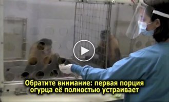 Обезьяна испытала чувство несправедливости