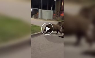 Робот гоняется за кабанами