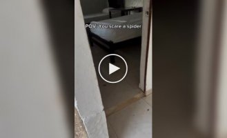 Совет арахнофобам