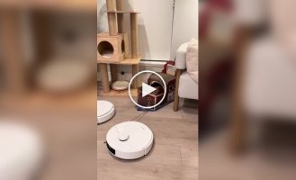 Robot vacuum cleaners are carrying a cat