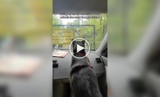 Кошка впервые попала в зоопарк и увидела диких животных