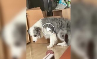 Кот задумал что-то плохое