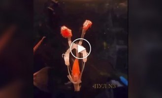 Хозяин исполнил желание рыбки