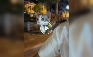 A pilot cat out for an evening stroll