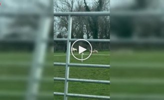 Мужчина спас овцу, которая лежала на спине и не могла перевернуться