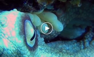 Вылупление яиц осьминога