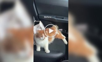 Господині довелося викликати пожежних через кішку, яка випадково заперлася в машині