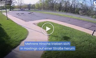 Олень устроил хаос в доме престарелых в Мичигане