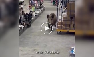 Дикий кабан «захватил» торговый центр в Берлине и хозяйничал там два часа