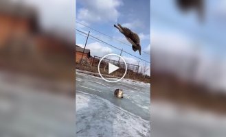 The most agile cat from whom no one can escape