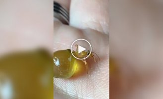 Муравьи с запасом еды внутри
