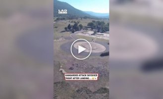 Прыжок с парашютом закончился неожиданной встречей с кенгуру