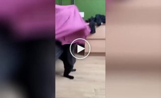 Кот запутался в простыне