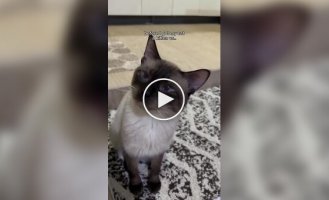 The best solution: the owner showed how to overcome her cat's apathy with a simple method