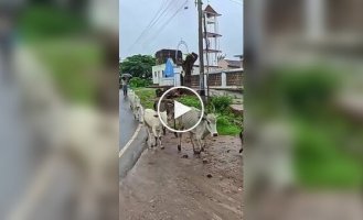 Indians' Special Attitude to Manure