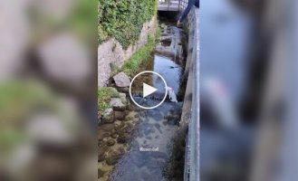 Миссия невыполнима: собачья версия