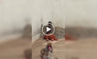 Панч — маленький макак, ради которого люди стоят в очереди в зоопарке