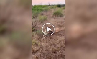 Бородавочник разогнал гепардов