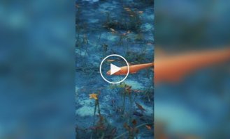 Красива водойма, ніби зійшла з картини художника