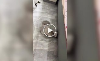 Котик та ветеринарний комір