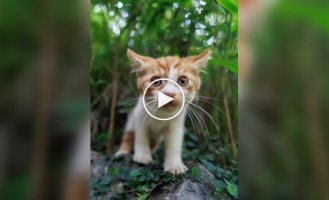 Профессиональный кошачий фотограф за работой