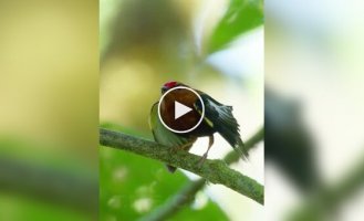 Птицы, которые используют свои крылья как музыкальный инструмент