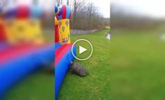 A turtle destroyed a bouncy castle in seconds