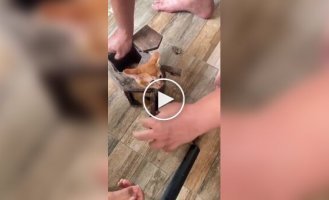 Rescuing a kitten trapped in a birdhouse