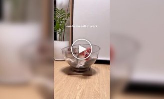 Упорный, но не слишком сообразительный кот