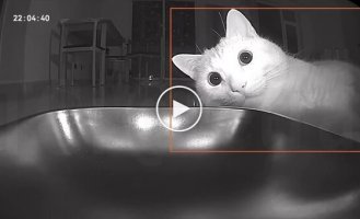 An automatic feeder broke a cat