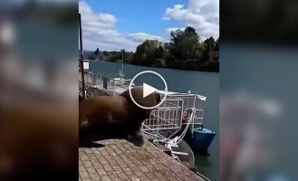 A giant sea creature scared a tourist