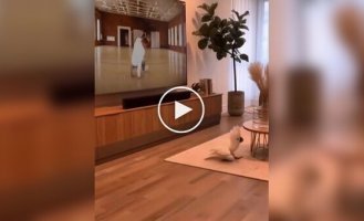 Папуга вчиться брейк-дансу